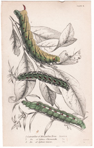 Plate 6

Caterpillar of Metopsilus Tersas (America)
" Sphinx Chionanthi (America) 
" Sphinx Guarae (America) 